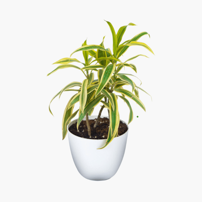 Song Of India Plant