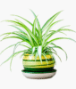 Spider Plant